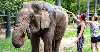 A Day Amongst Elephants